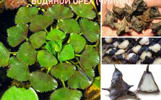 Водяной орех (чилим): польза и вред для здоровья