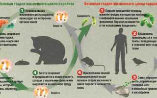 Токсоплазмоз — первые симптомы, диагностика и лечение, важные аспекты