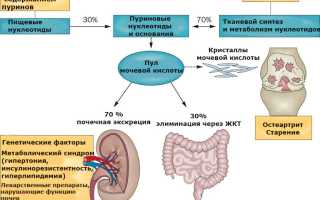 Чем грозит снижение мочевой кислоты, и как повысить её для здоровья?