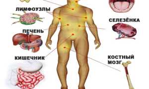 Иммунная система, и органы иммунной системы для здоровья