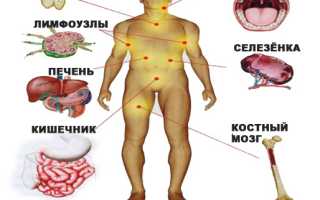 Иммунная система, и органы иммунной системы для здоровья