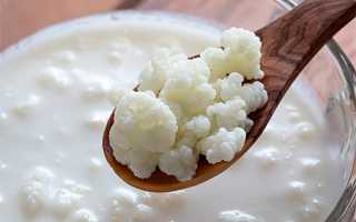 Молочный гриб (тибетский, кефирный) для здоровья и долголетия