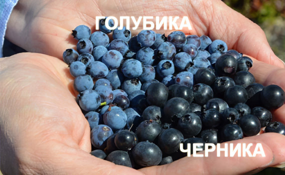Голубика и черника