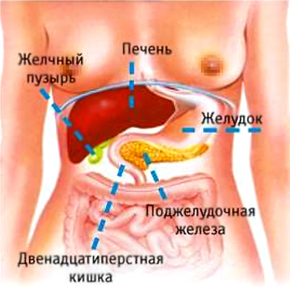 Где находится поджелудочная железа у человека
