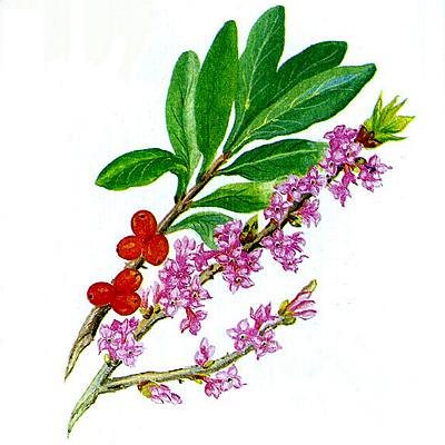 волчьего лыка